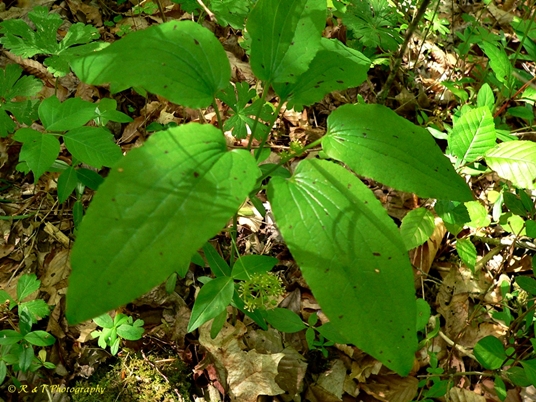 {Smilax hugeri}